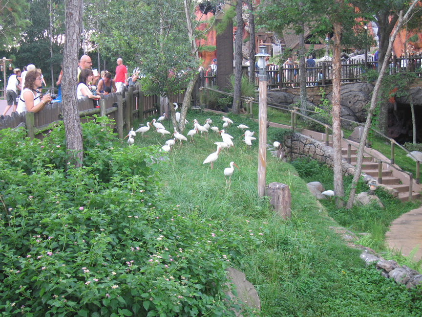 Cool looking egrets!