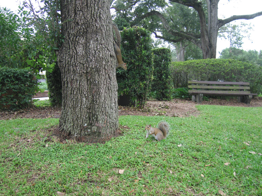 Lots of squirrels in Winter Gardens!