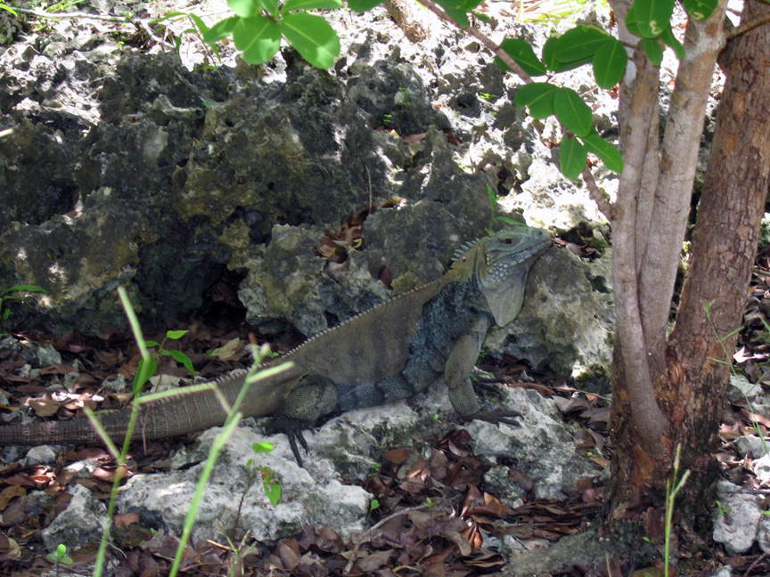 Iguanas live in the garden!