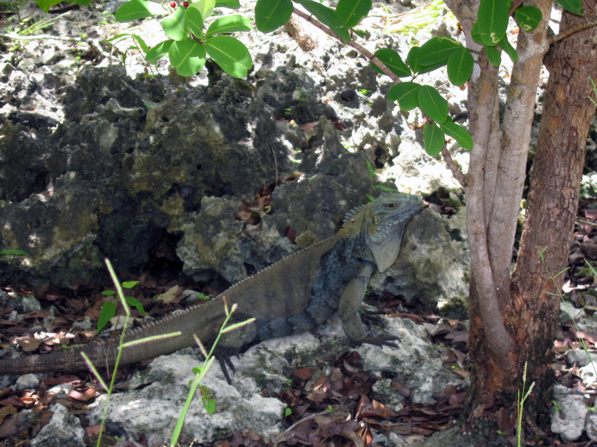 Iguanas live in the garden!