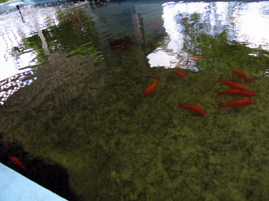 Fish at the Pirate's Caves!